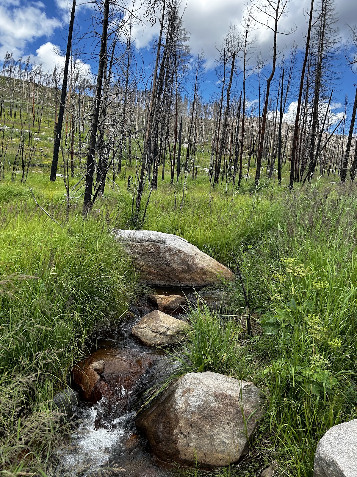 Harbison Ditch