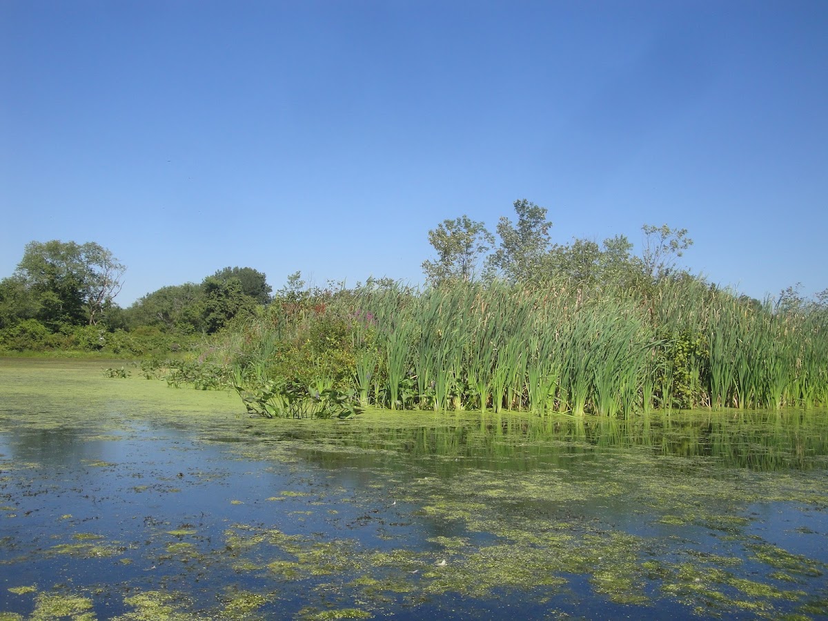 Somersville Pond