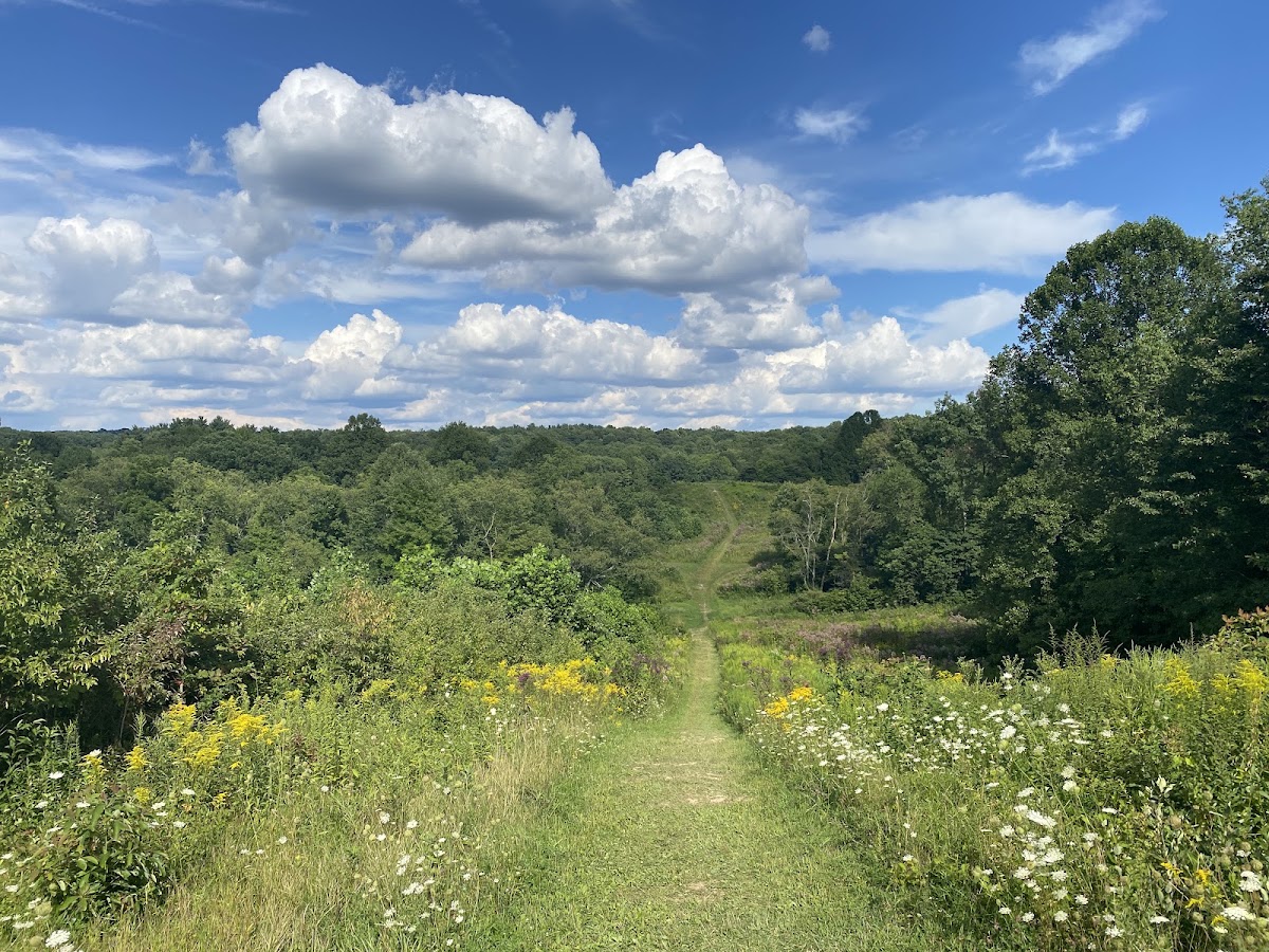 Pine Hollow