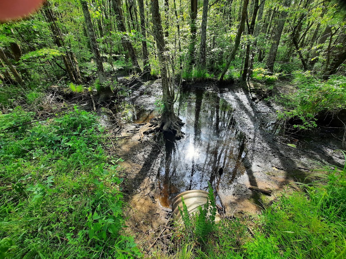 Meherrin River