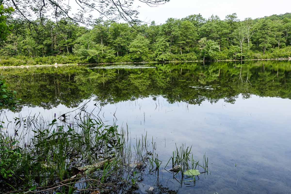 Catfish Pond