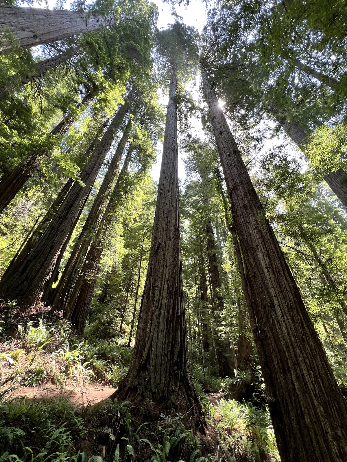 Cathedral Trees Trail