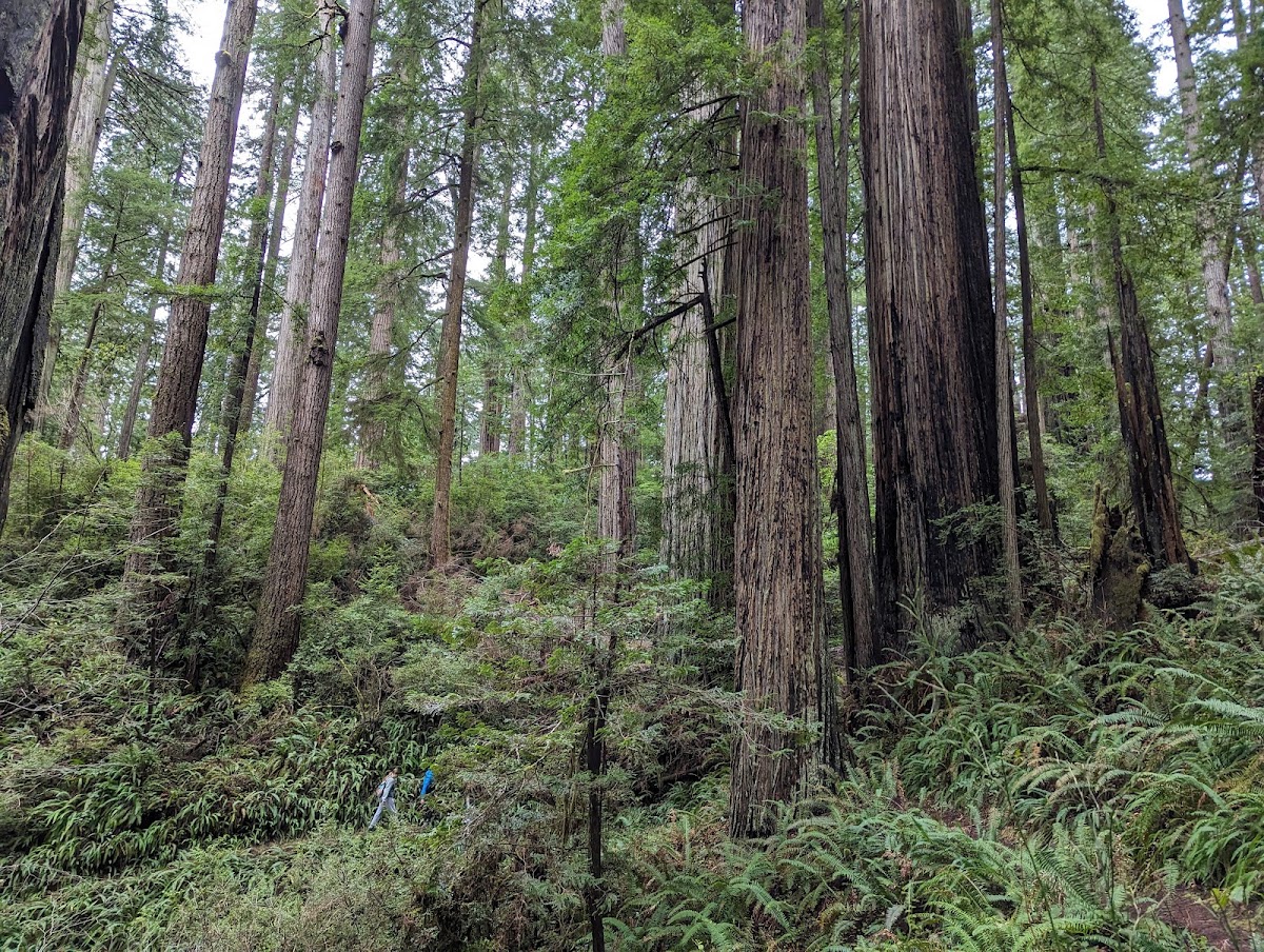 Rhododendron Trail
