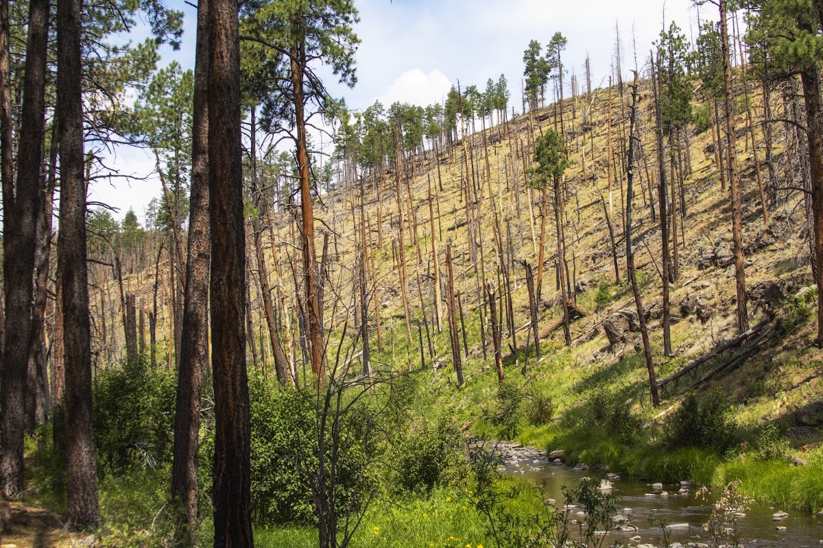 West Fork Black River