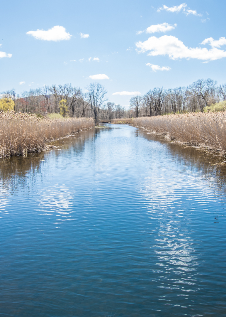 Swamp River