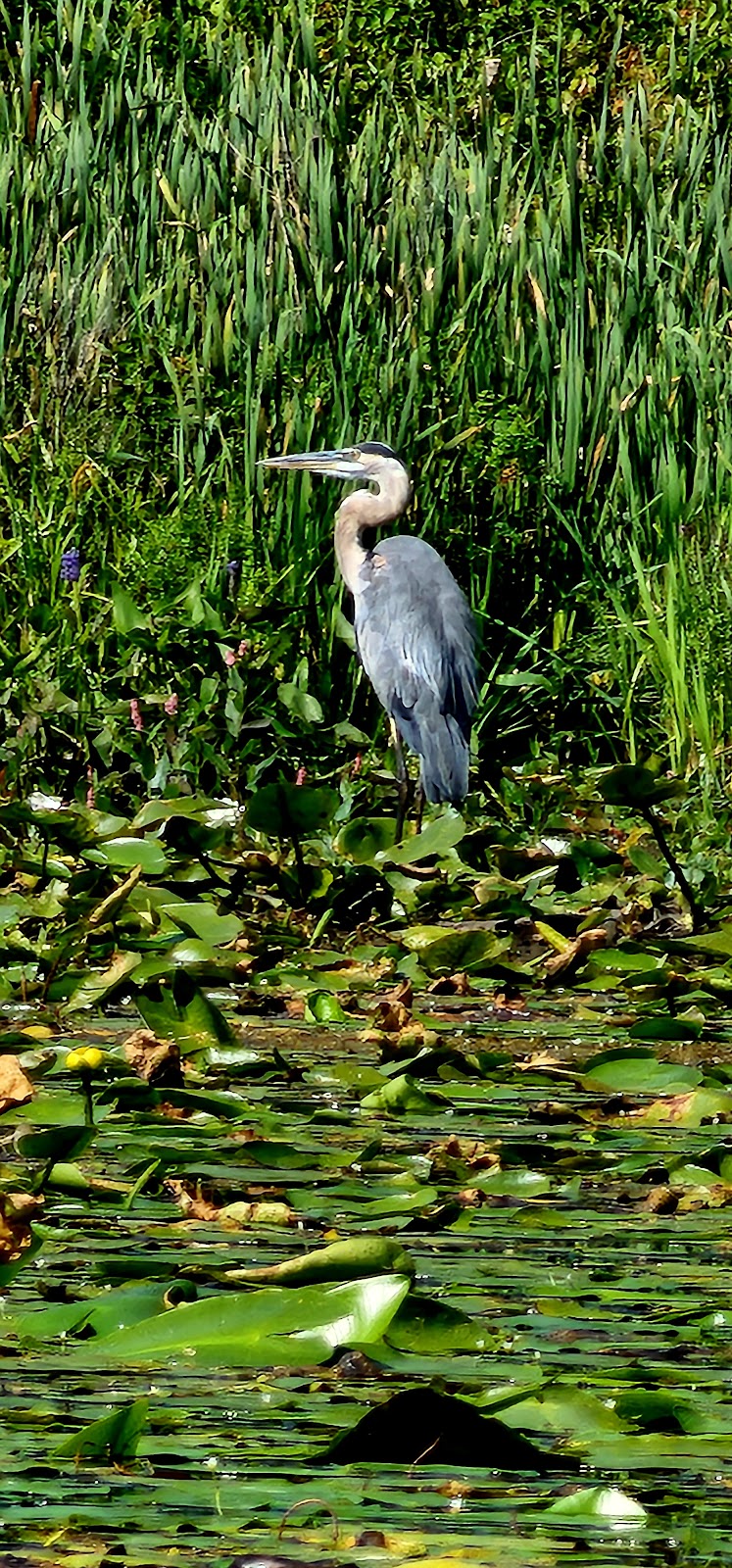 Mudge Pond