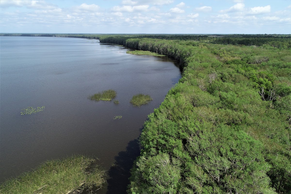 Newnans Lake