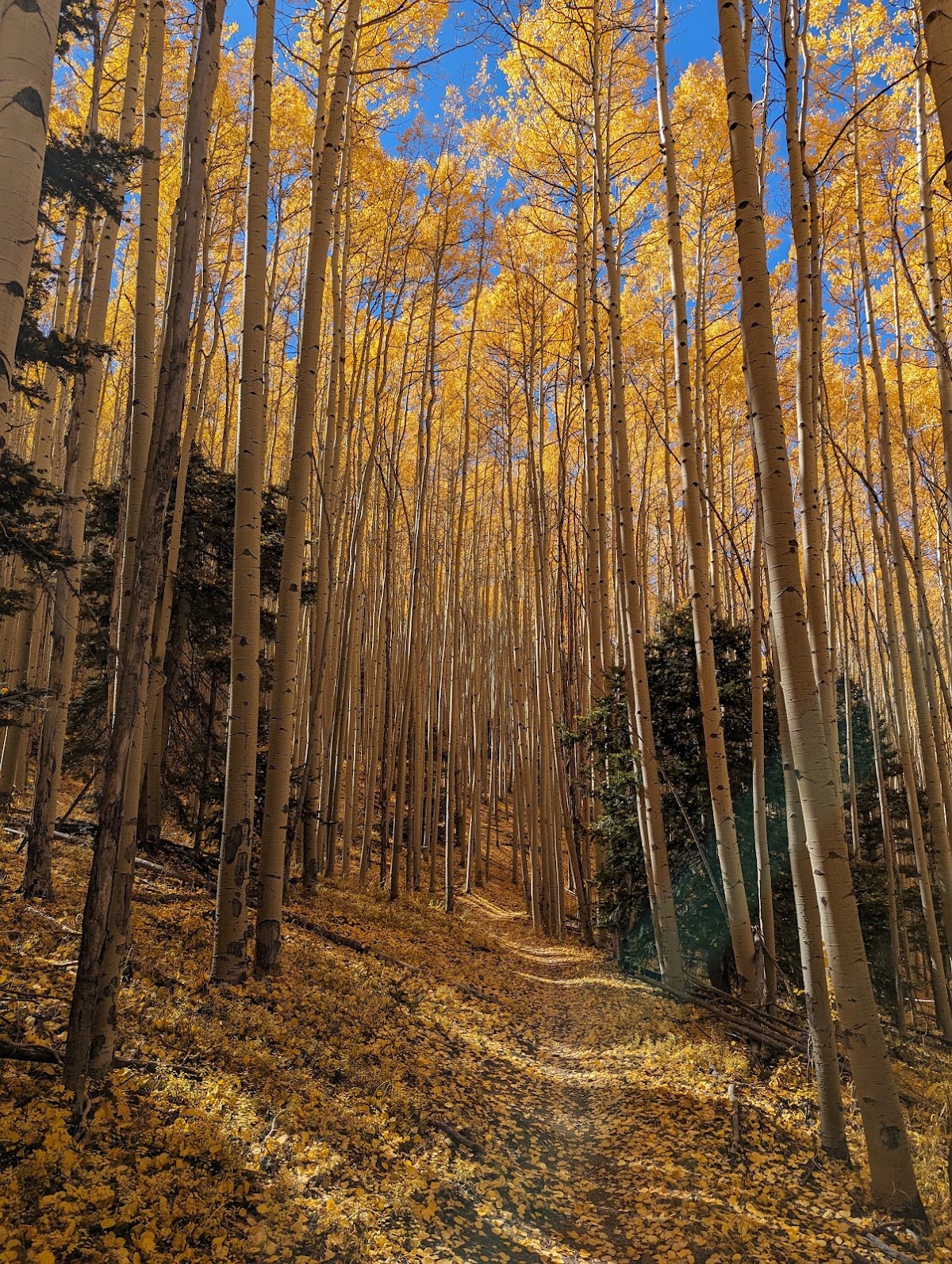 South Boundary Trail (164)