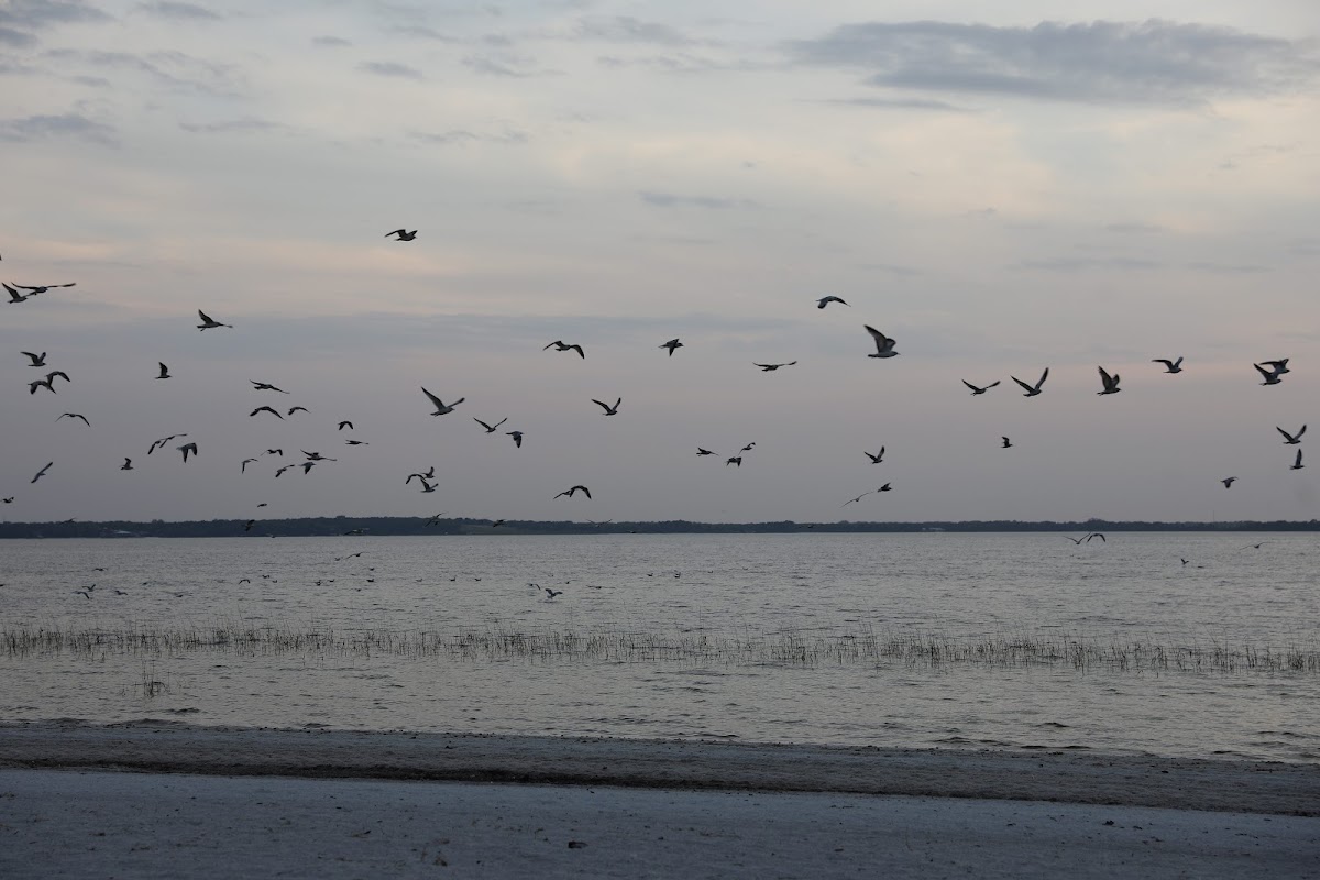 Lake Weir