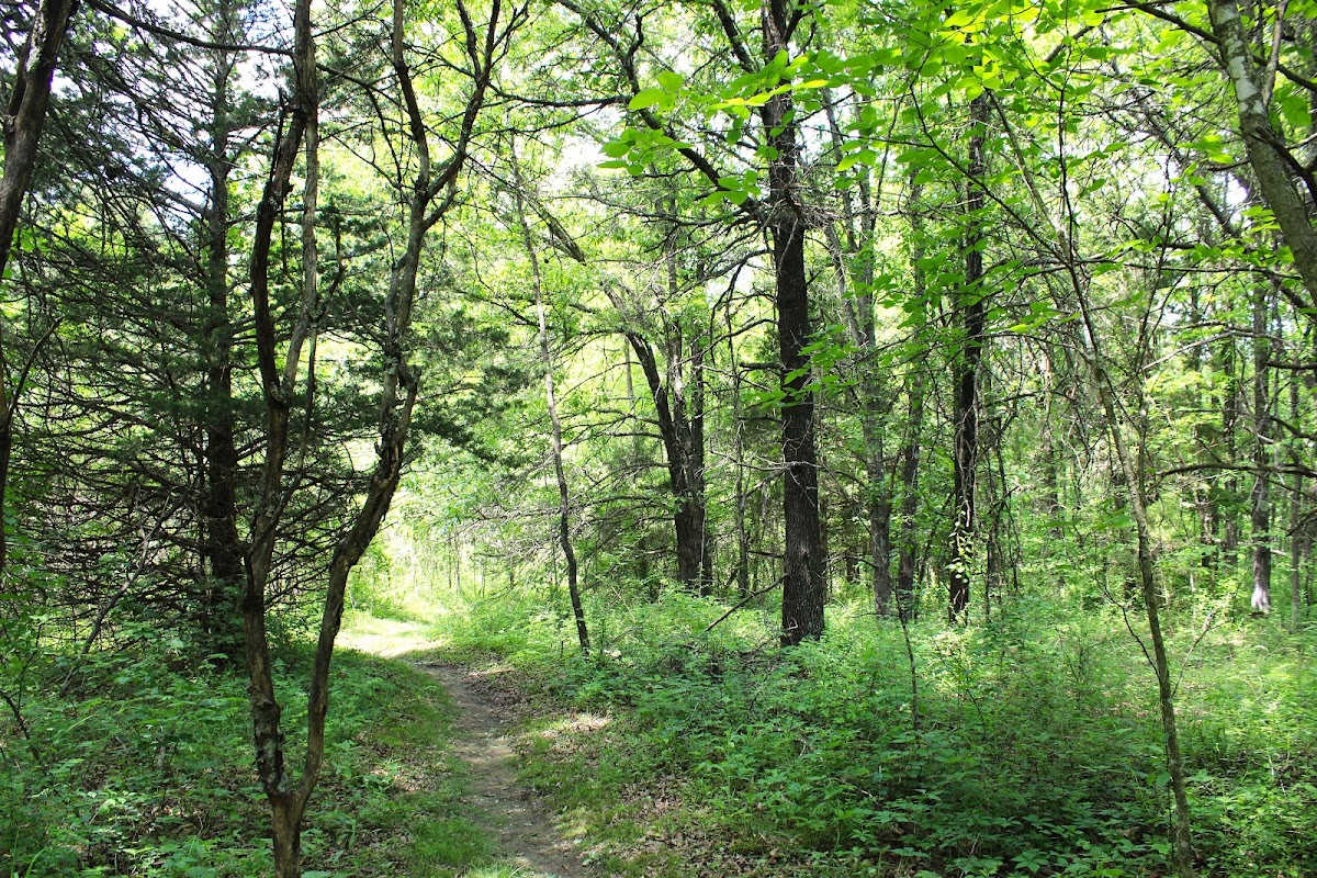 Cedar Creek Trail - Moon Loop