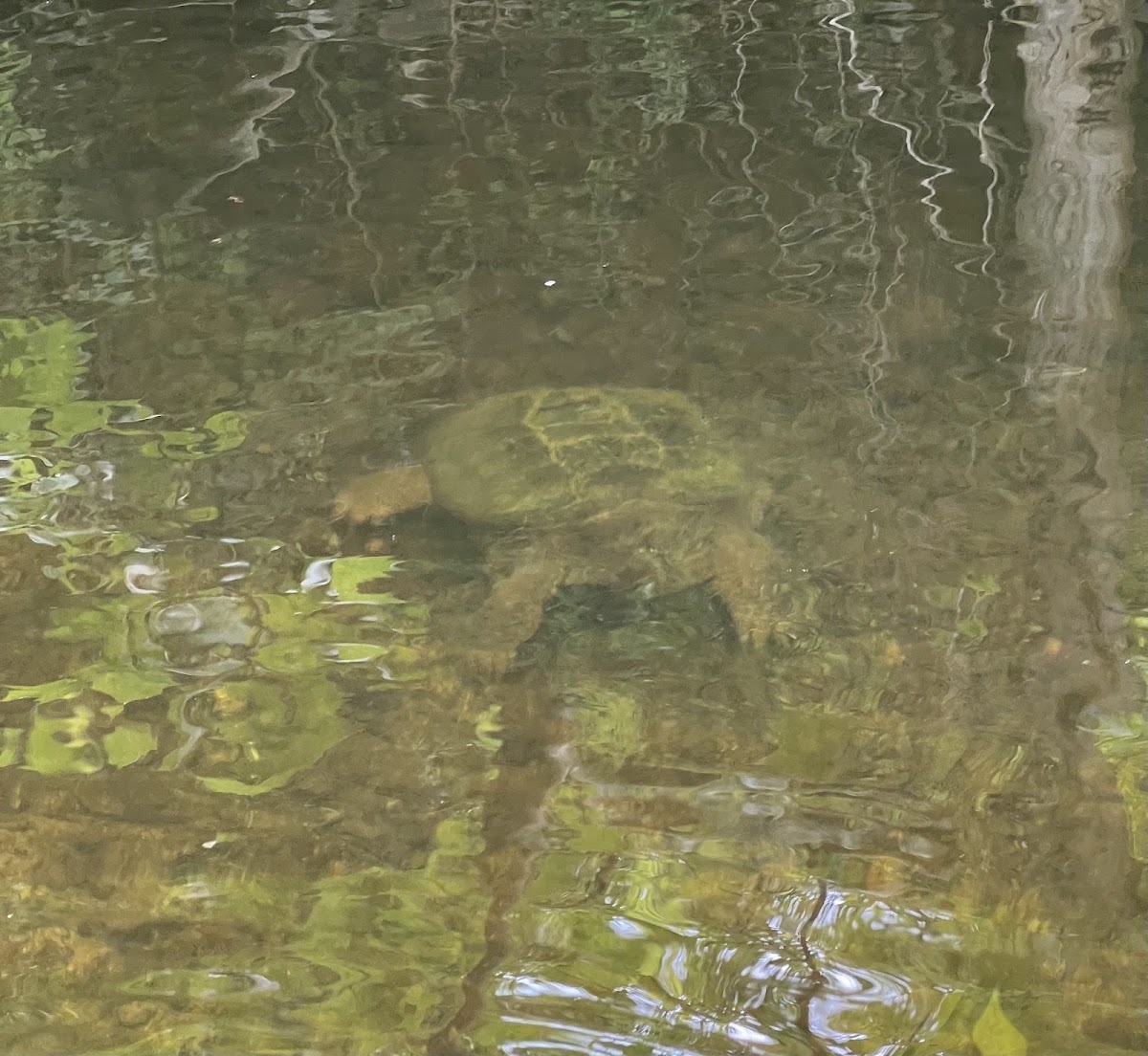 Flat Brook