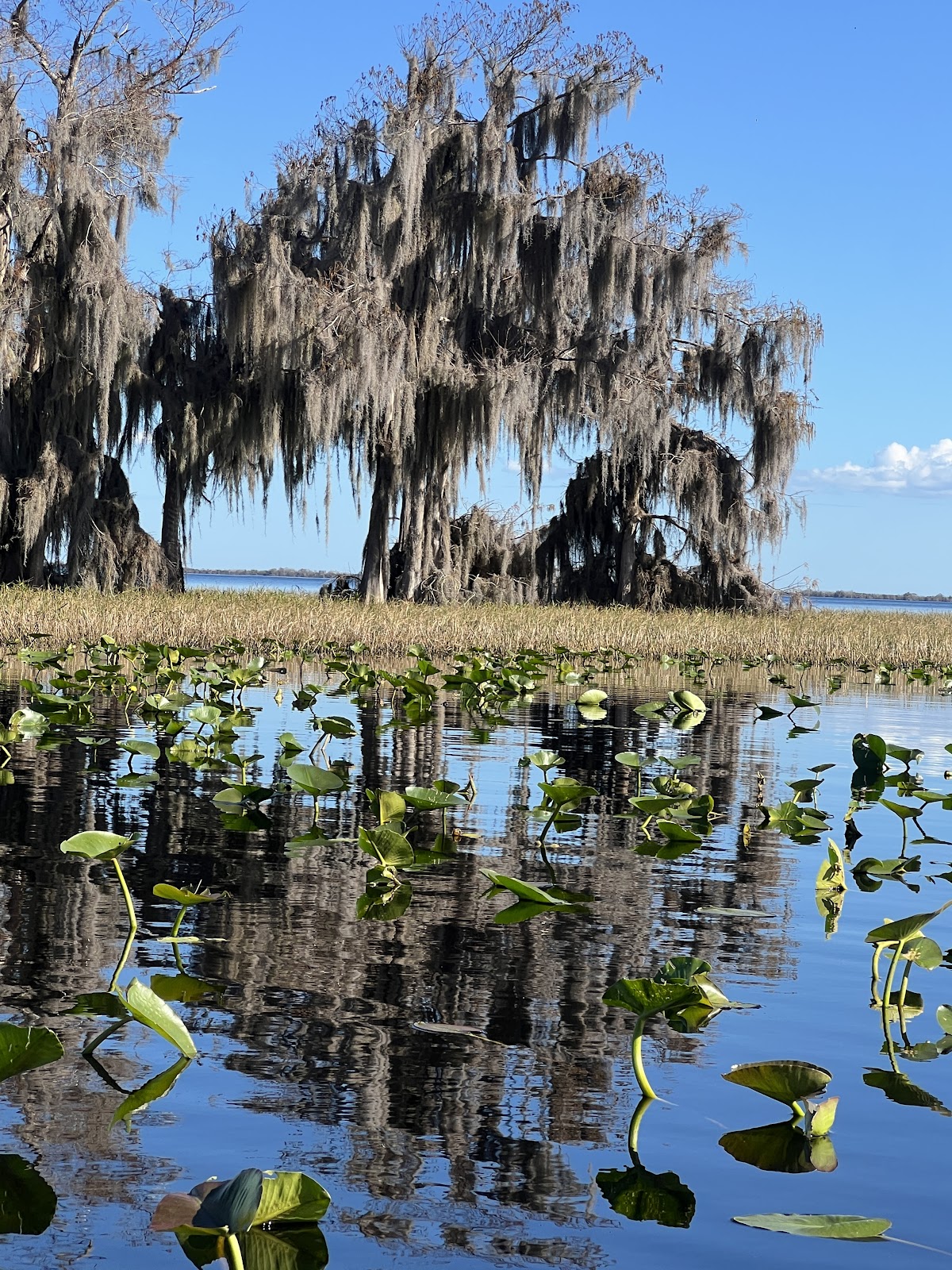 Blue Cypress Lake