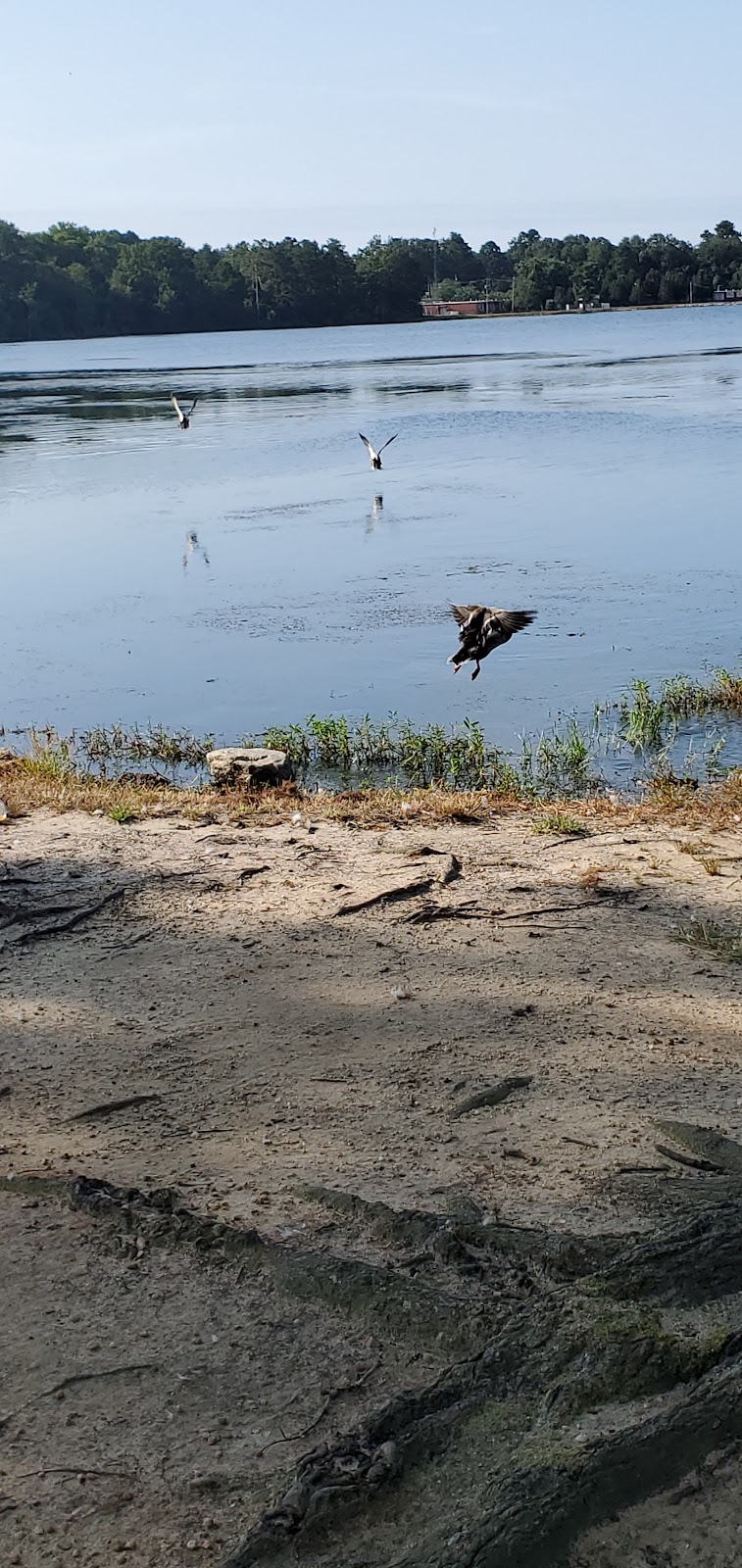 Lake Wallace
