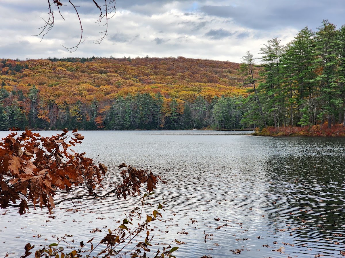 Greater Goose Pond Forest