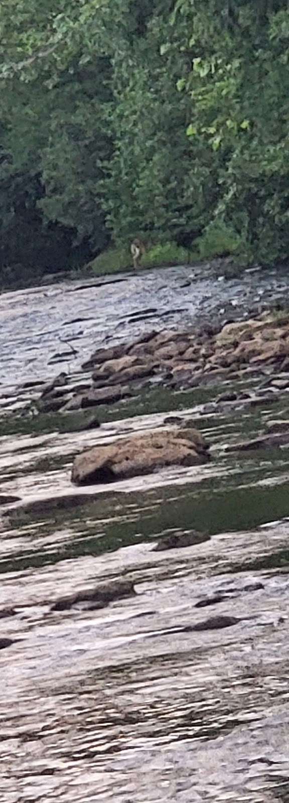 Bennett Branch Sinnemahoning Creek