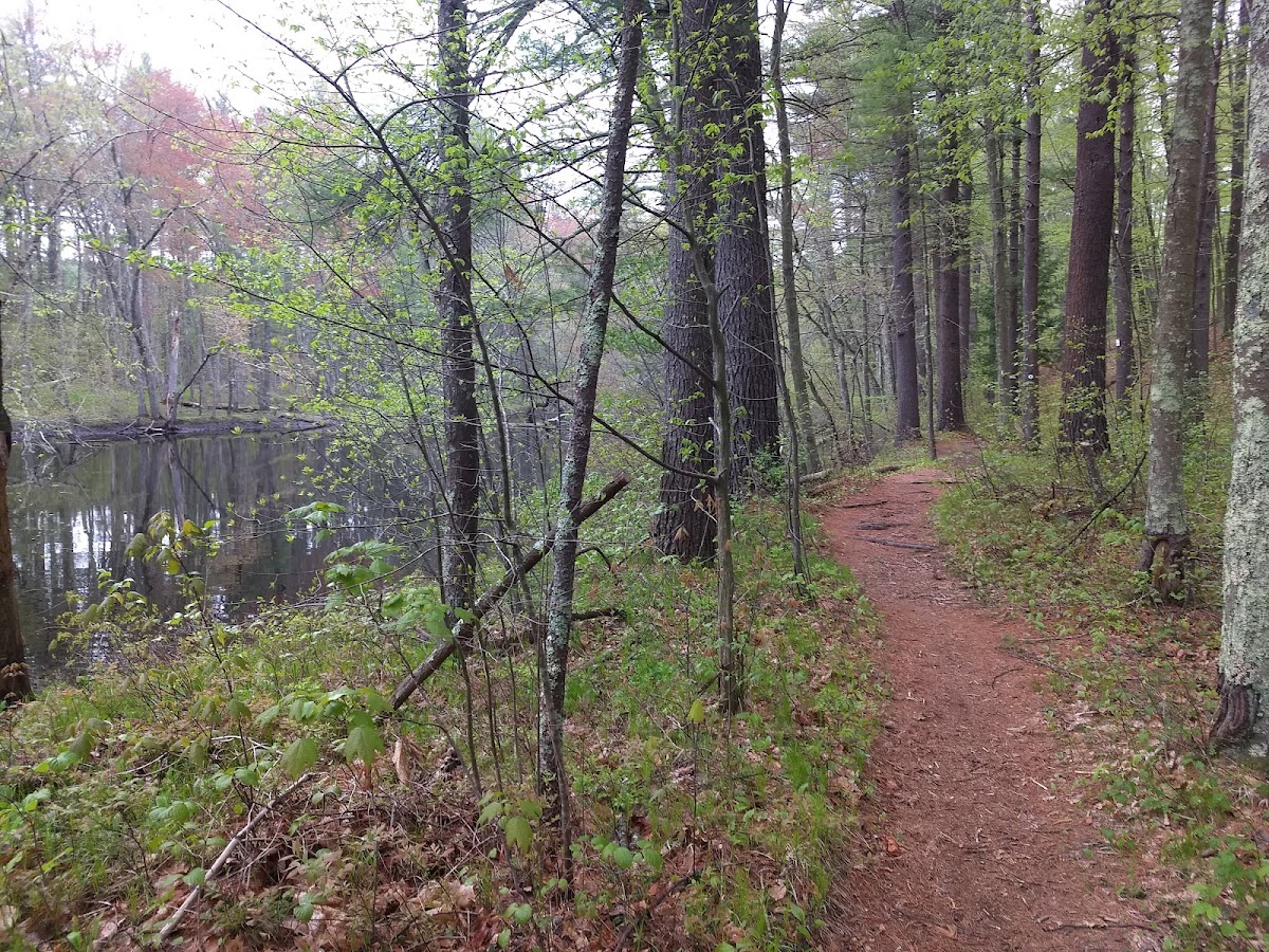 Groton Memorial Town Forest
