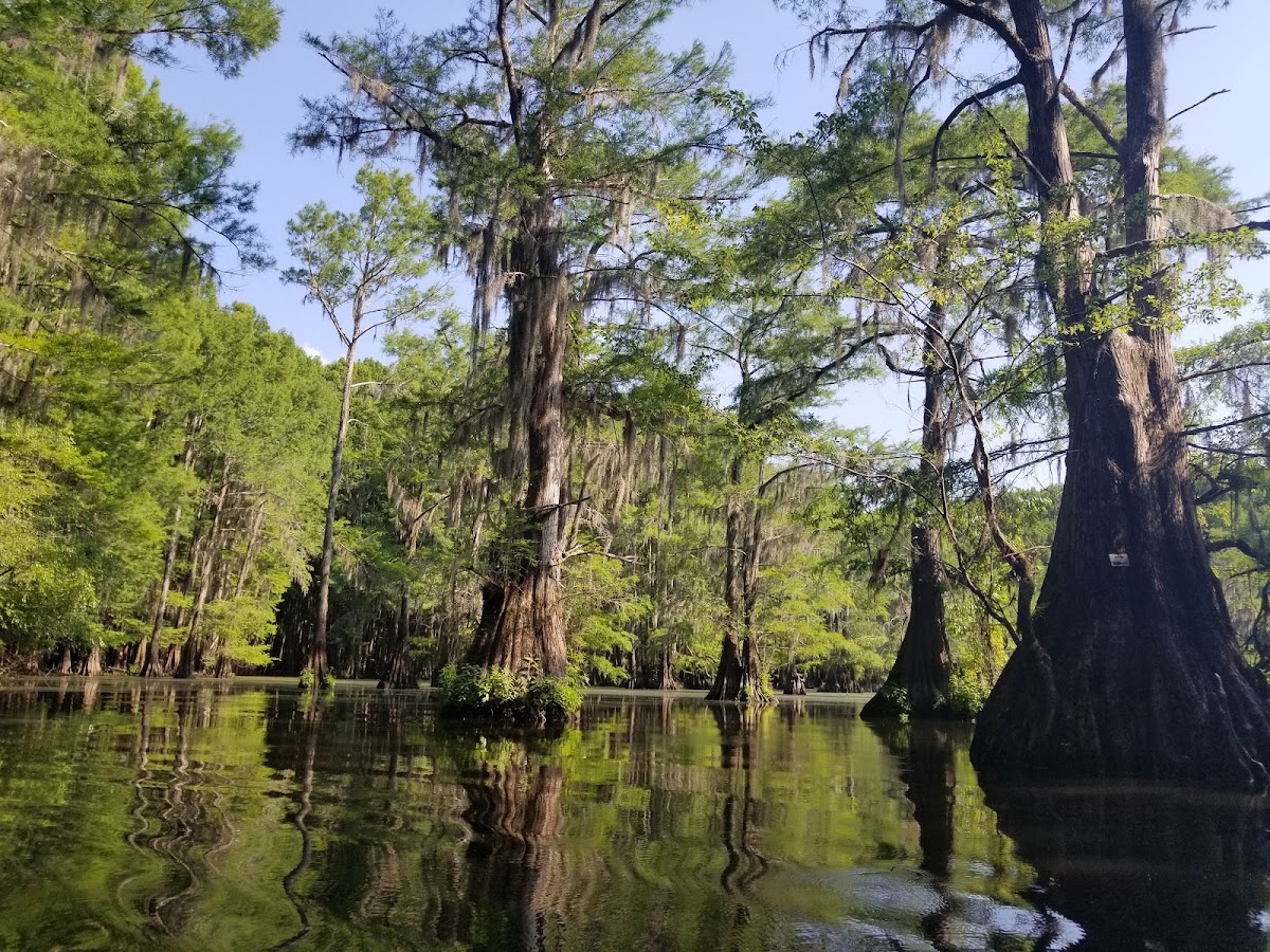 Big Cypress Bayou