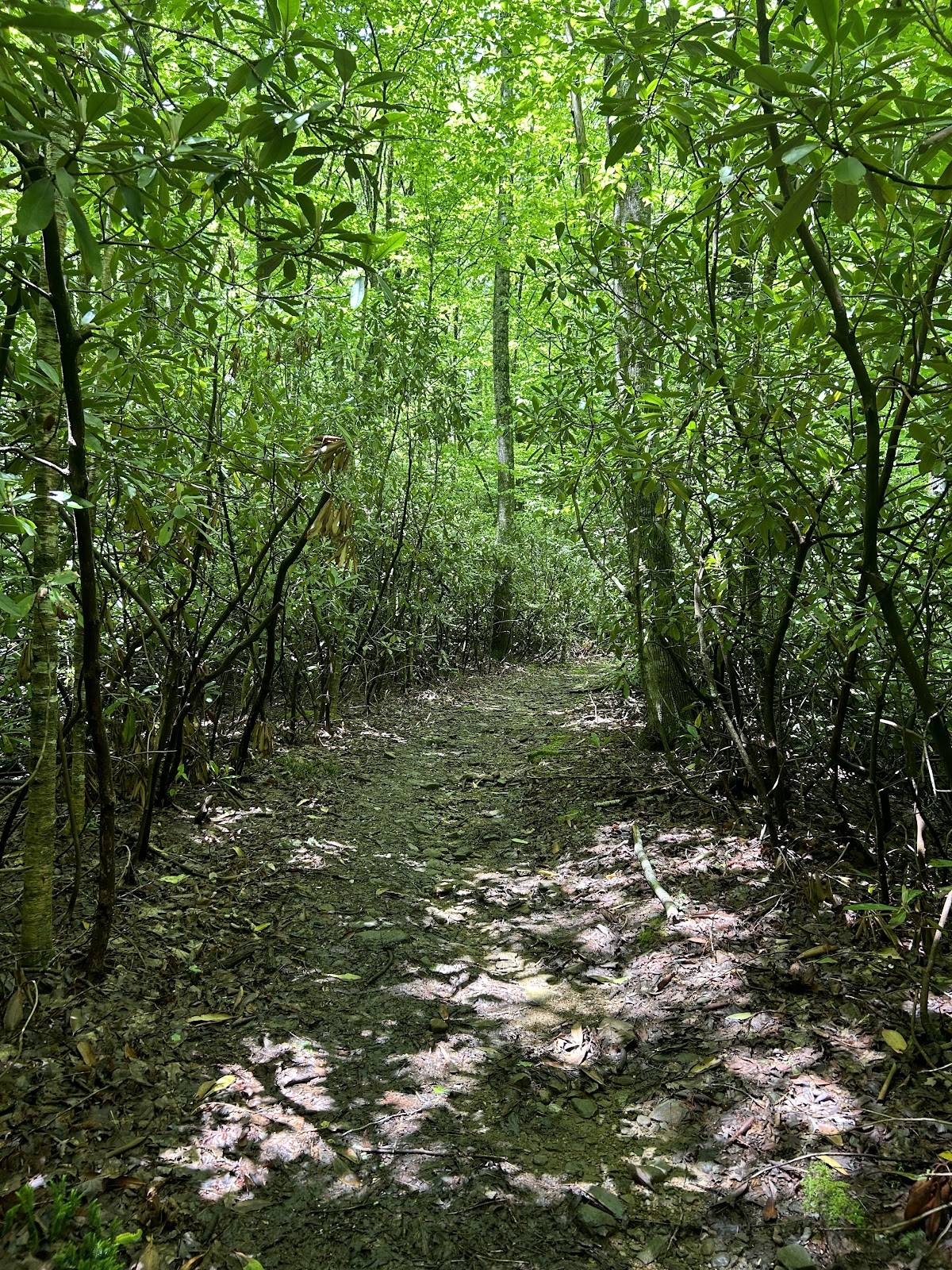 Asutsi Trail