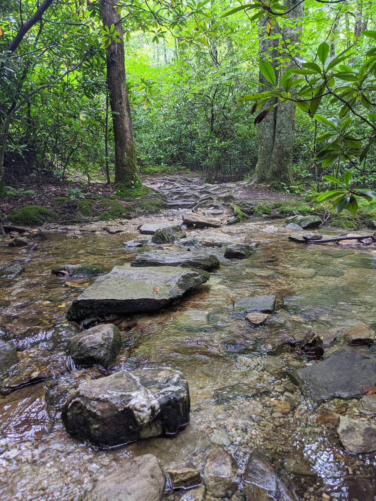 Upper Boone Fork Trail