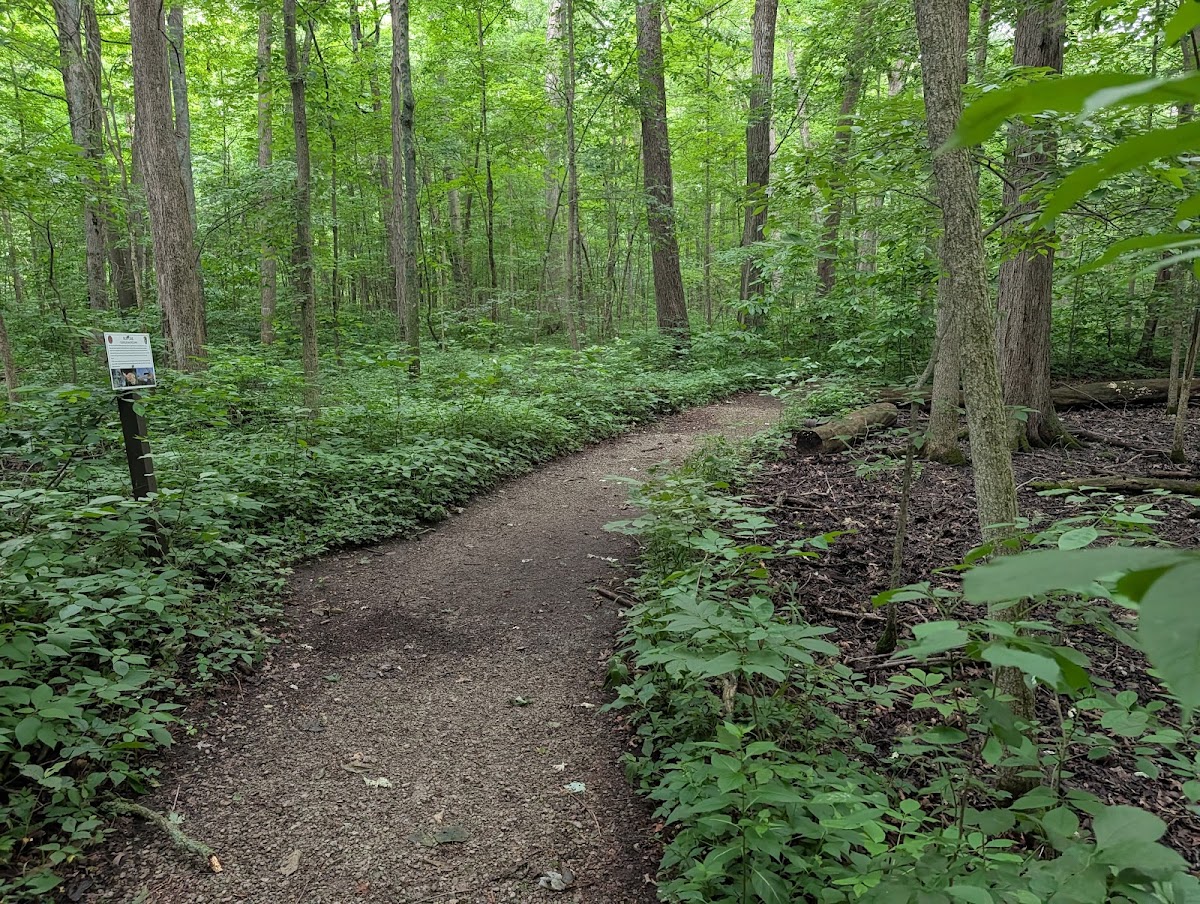 Goll Woods