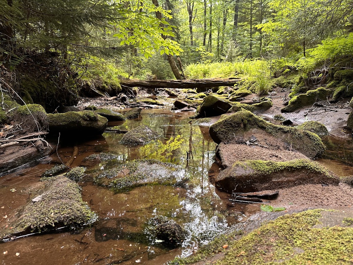 Tea Creek Trail (454)