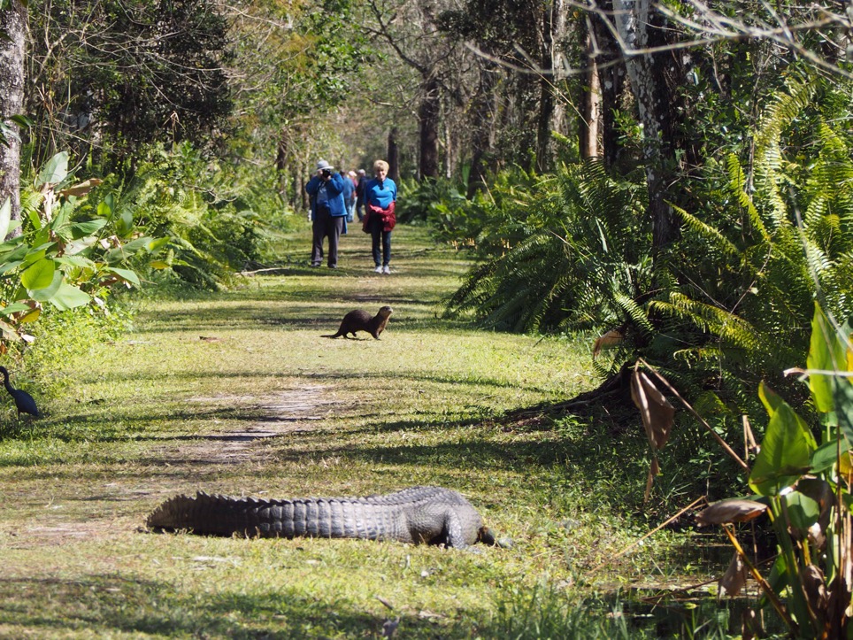 Bird Rookery Swamp Trail