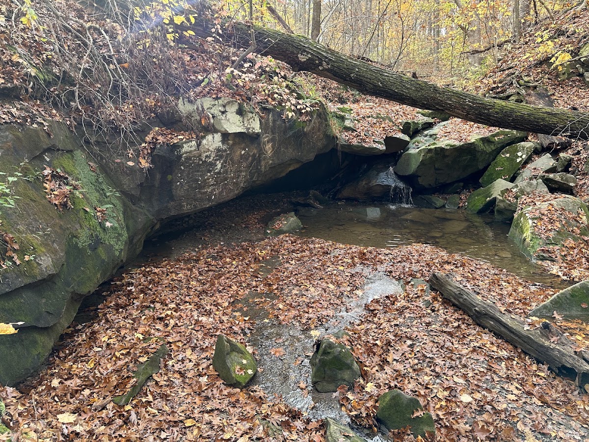 Deer Lick Loop