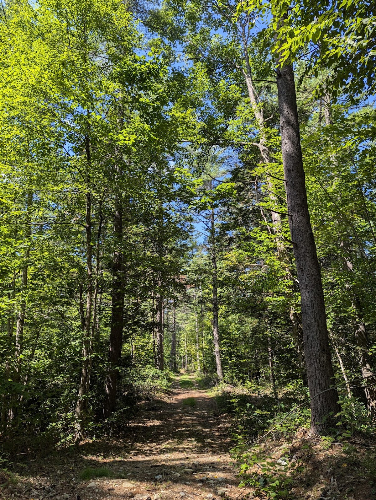 Russell-Abbott State Forest