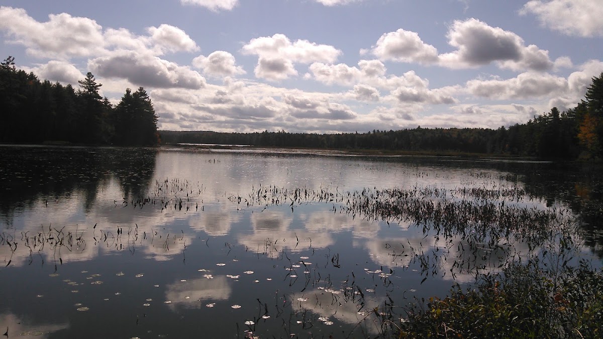 Annett State Forest