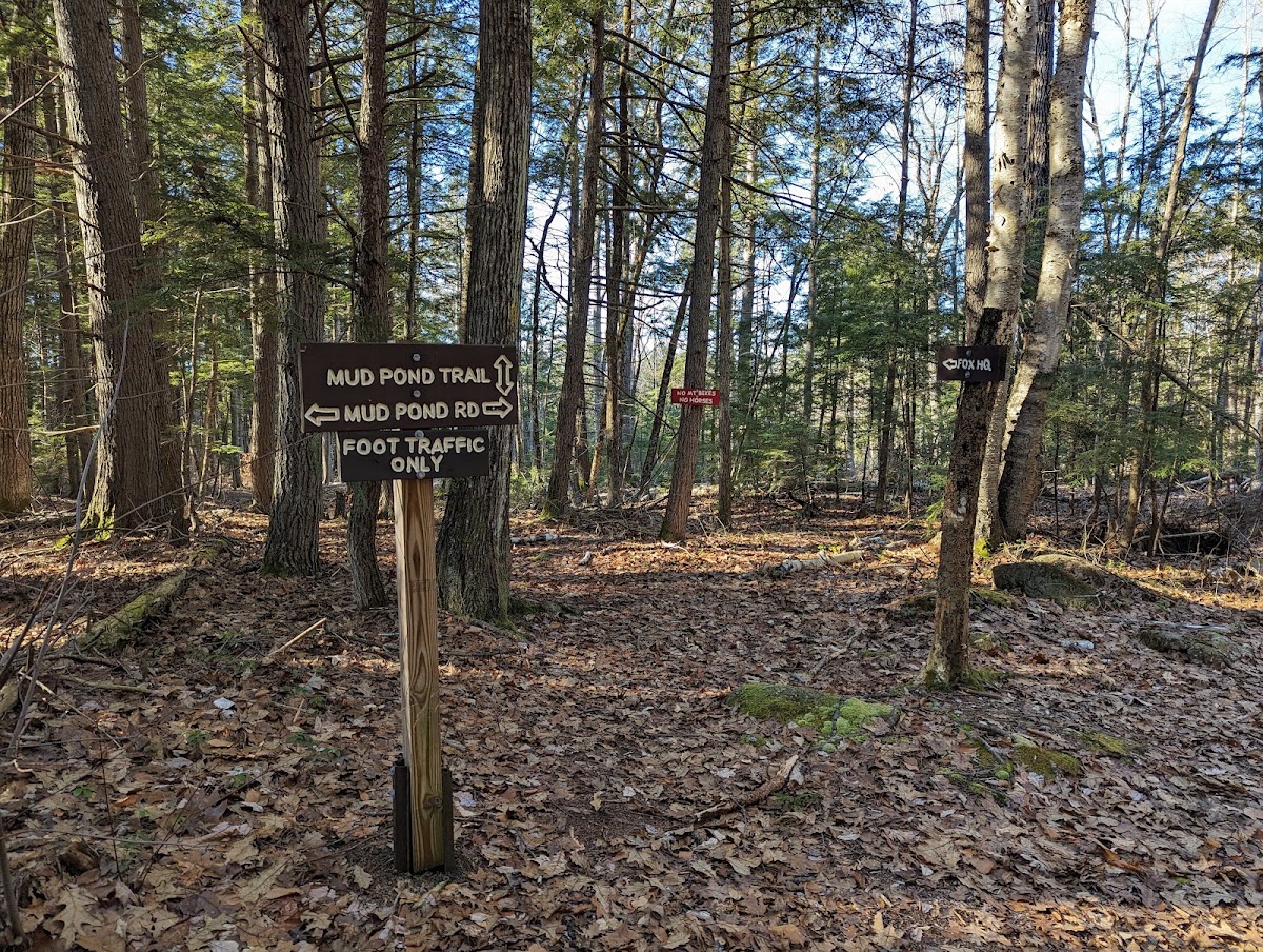 Fox State Forest