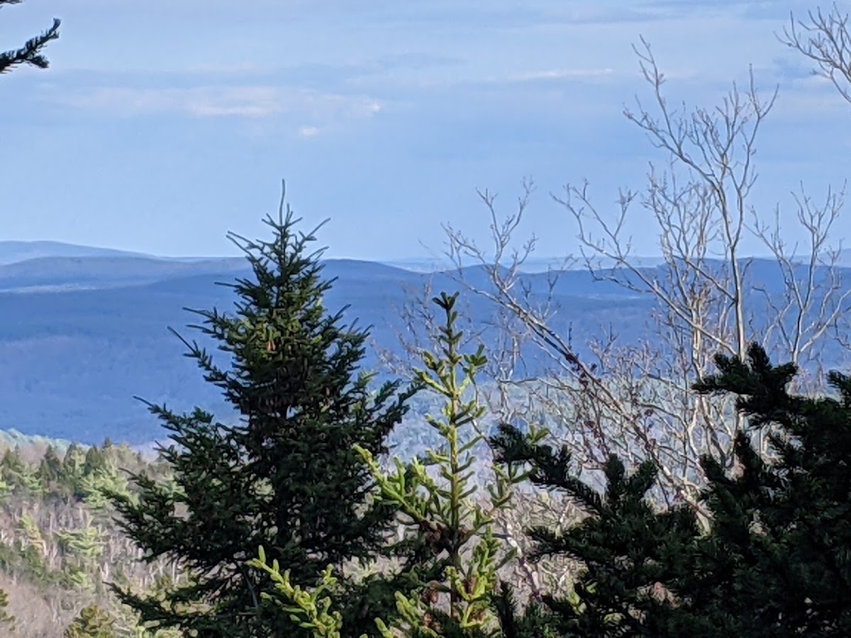 Low State Forest