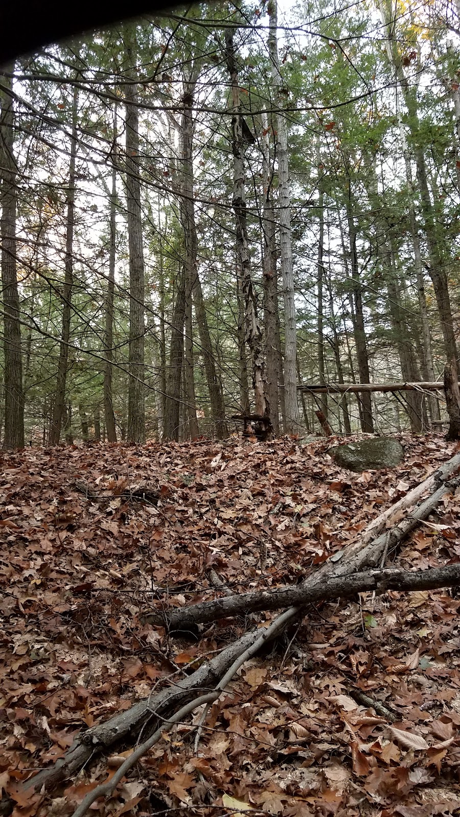 Vincent State Forest