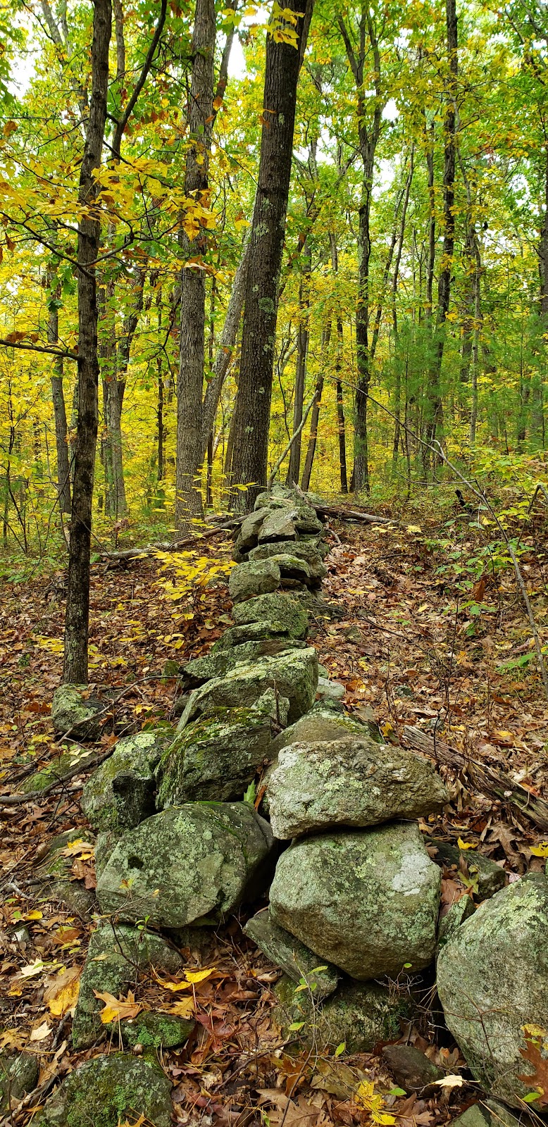 Windham Town Forest