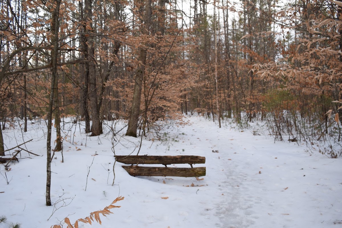 Mast Yard State Forest