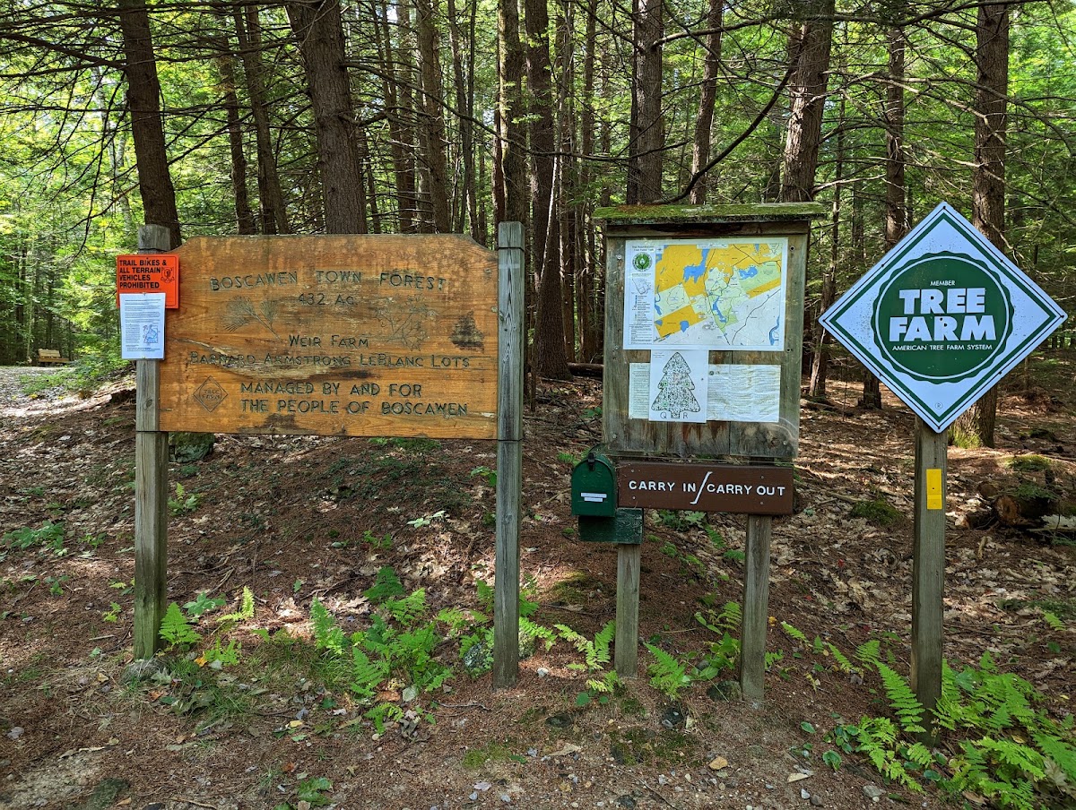 Boscawen Town Forest