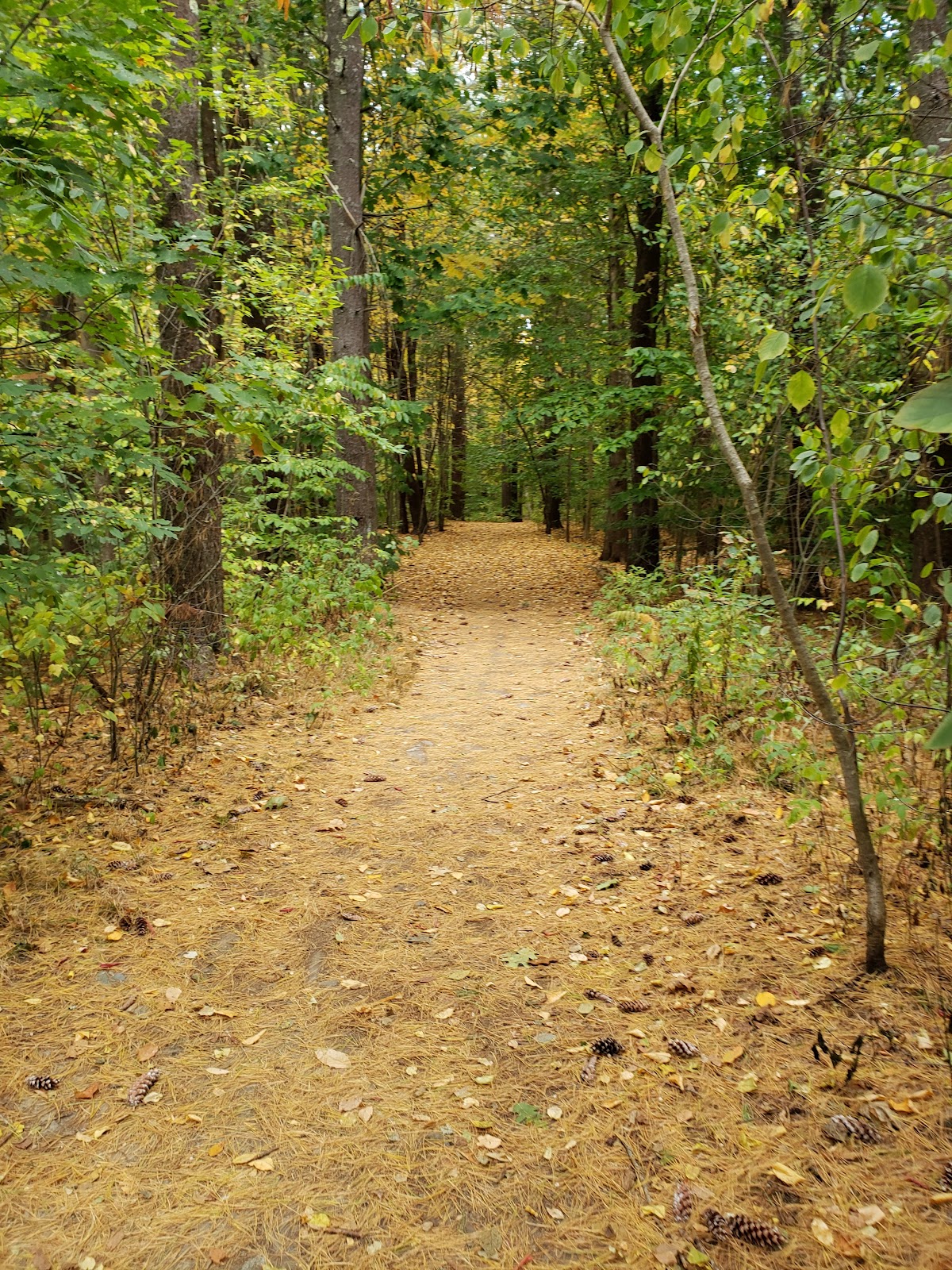 Rye Town Forest