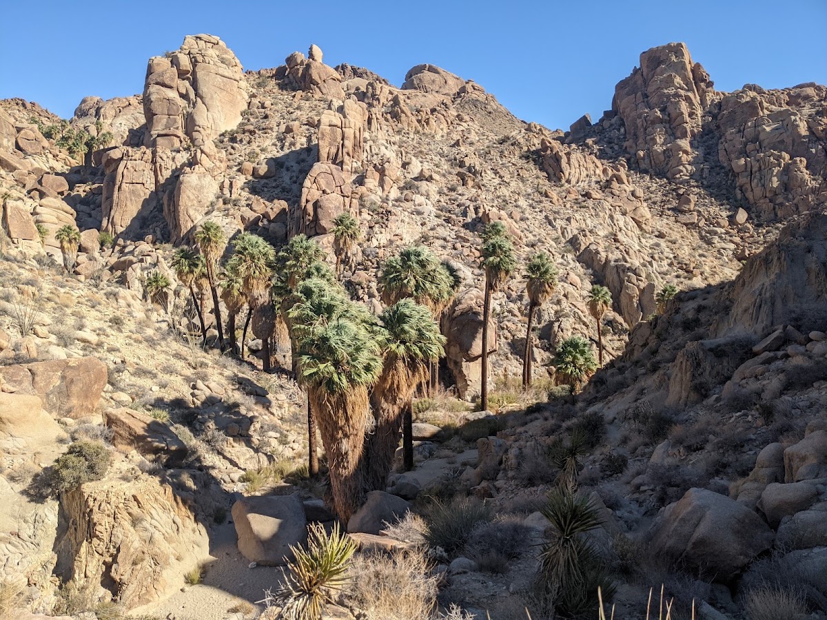 Lost Palms Oasis Trail