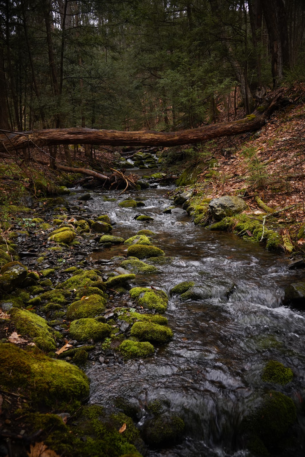 Toms Creek Trail