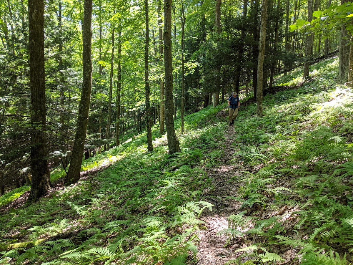 Quehanna Trail