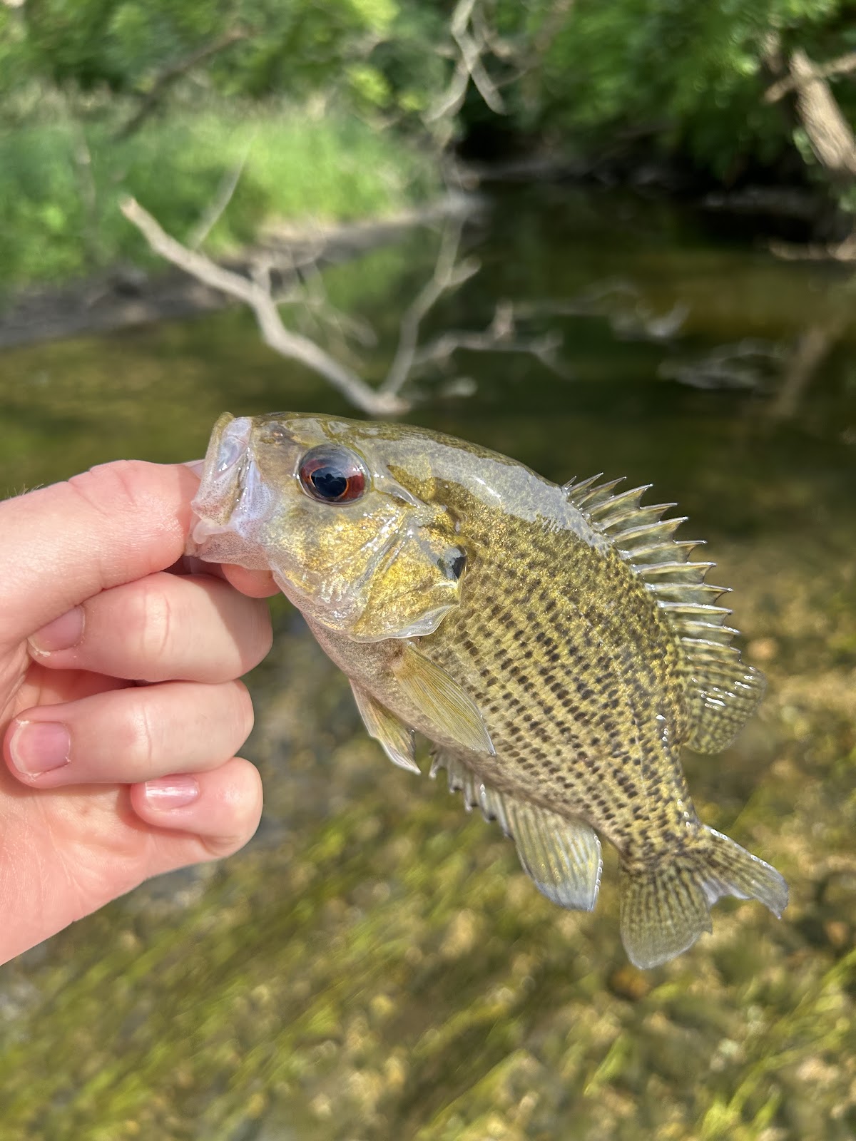 DuPage River