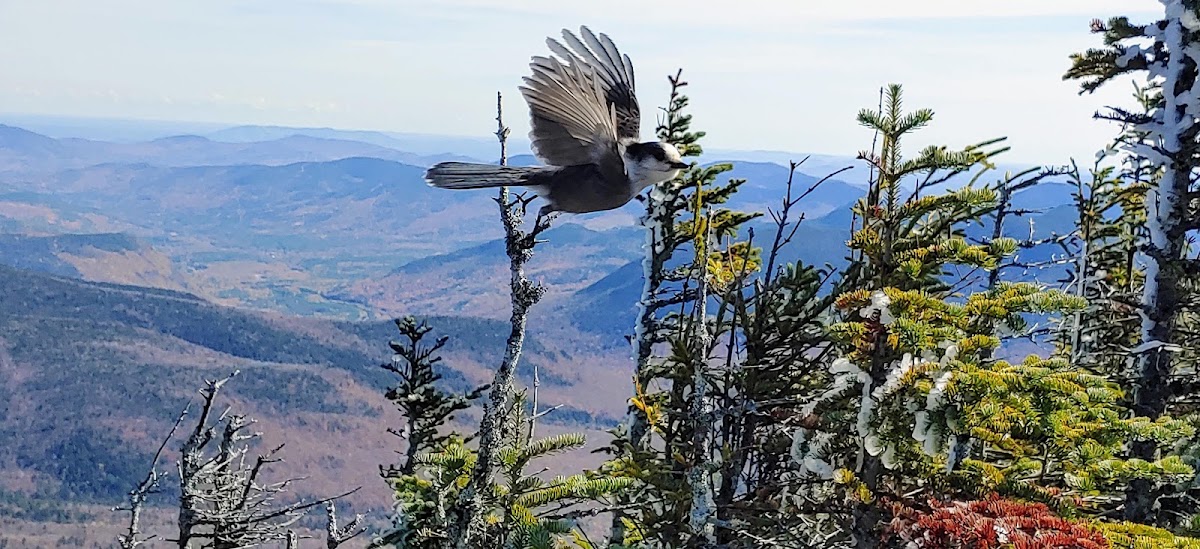 Signal Ridge Trail