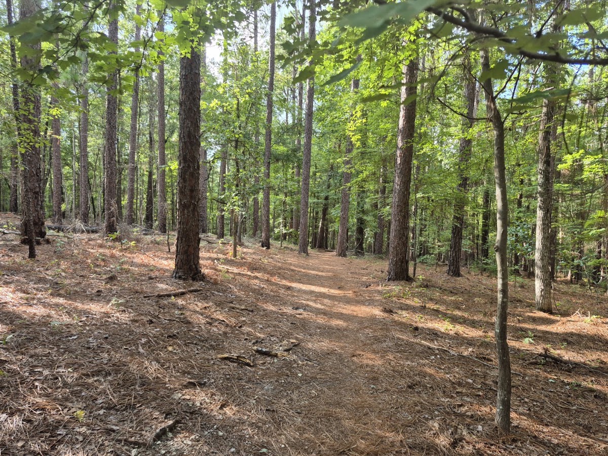 Harbison State Forest