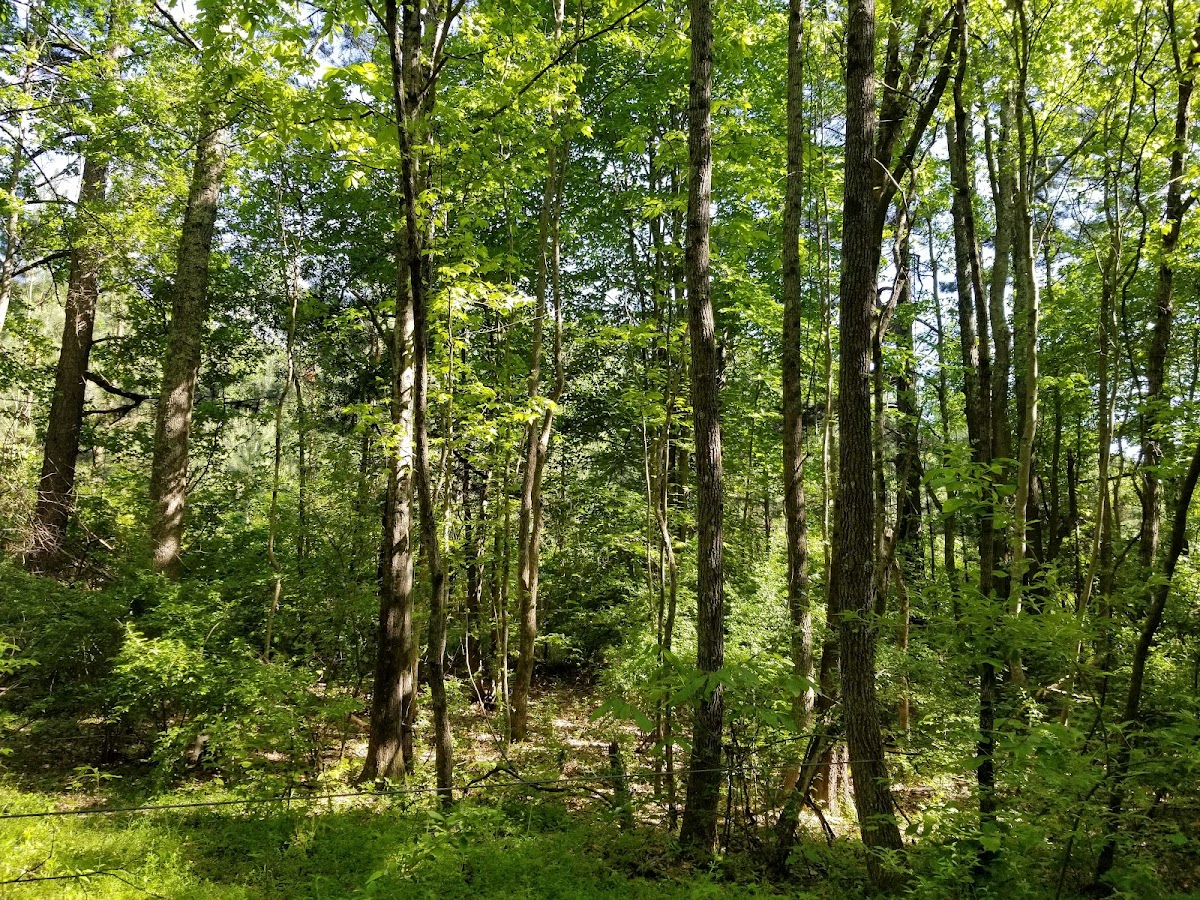 Stephen's Road Nature Preserve