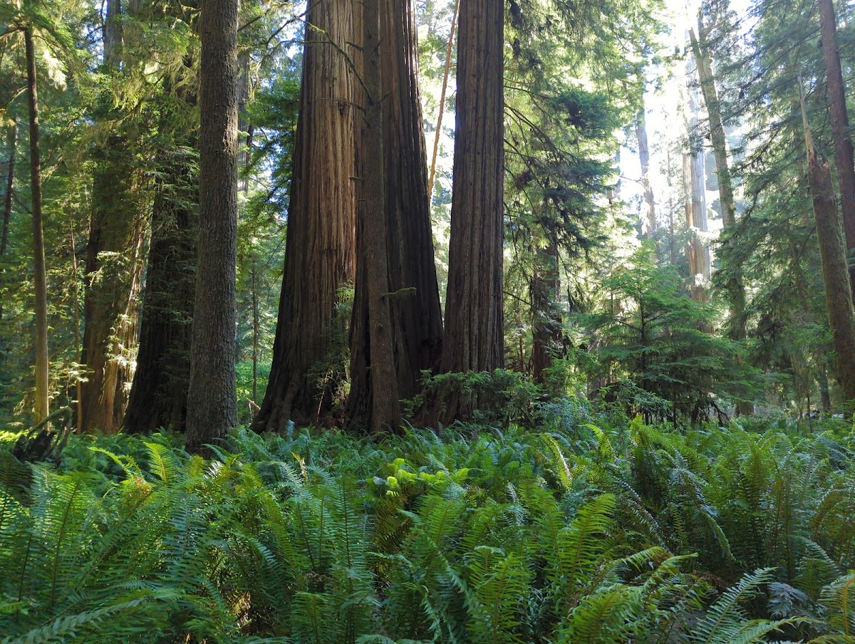 Simpson-Reed Grove Trail