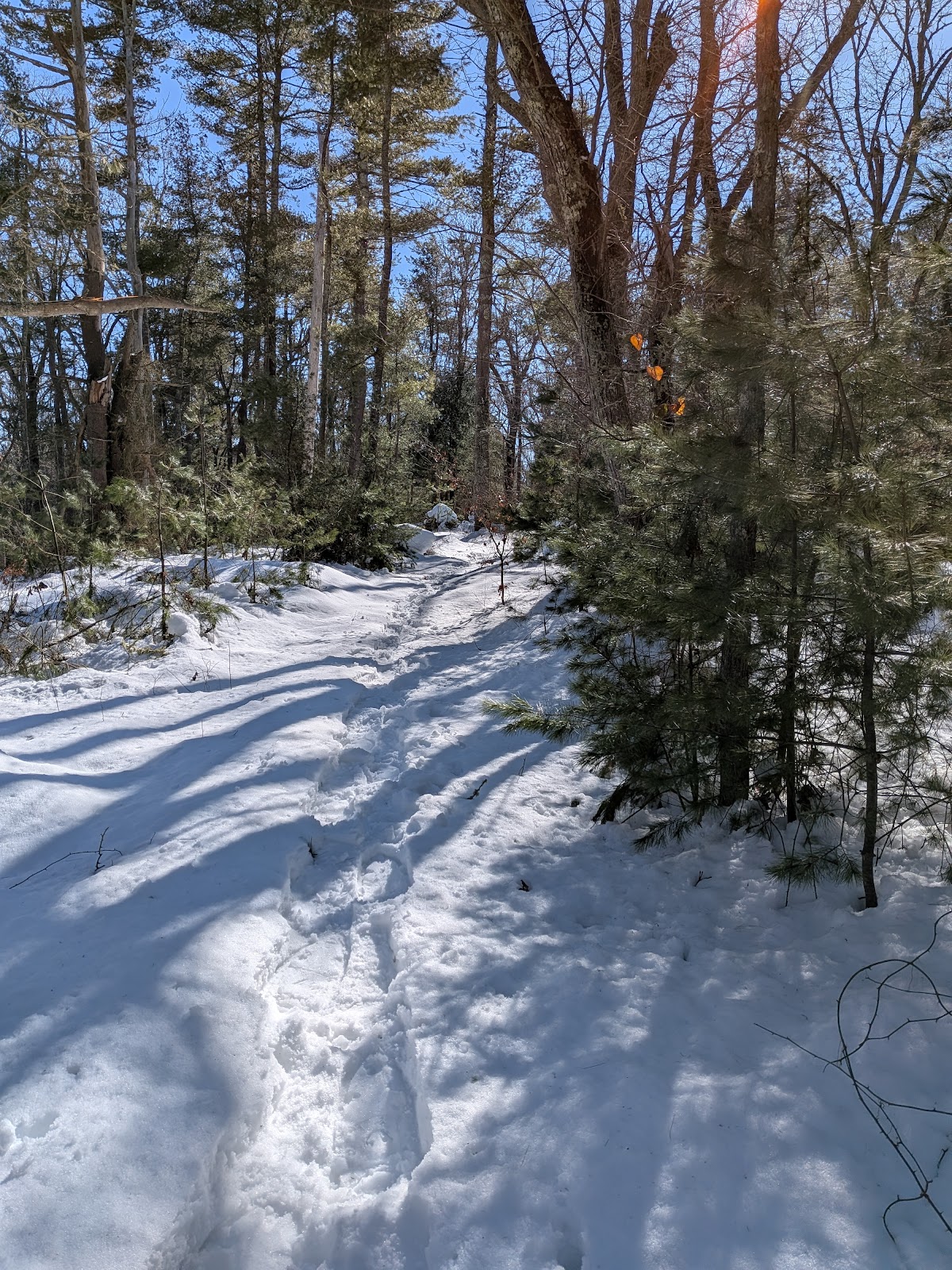 Browning Woods (Blue)