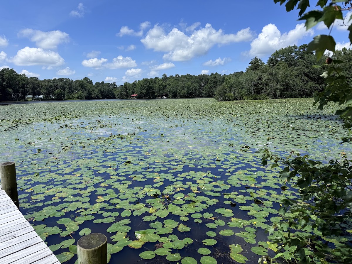 Collins Pond