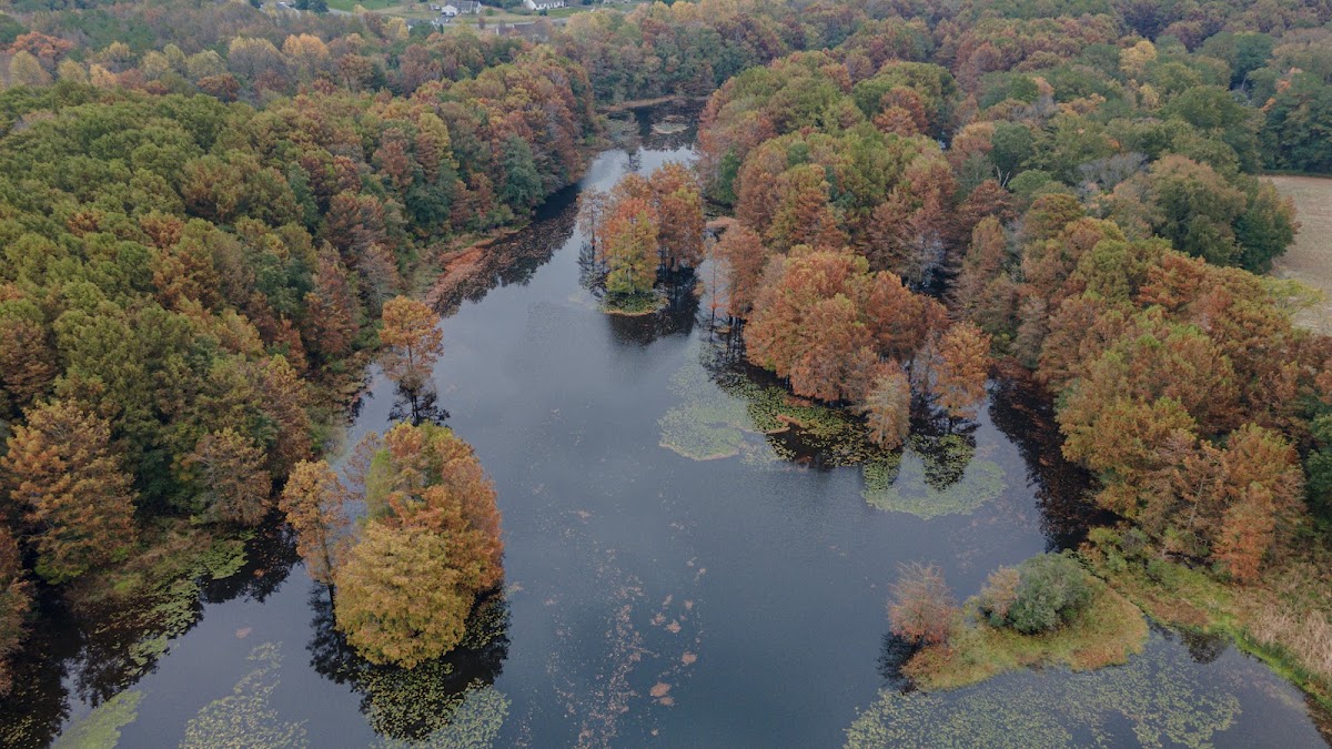Reynolds Pond
