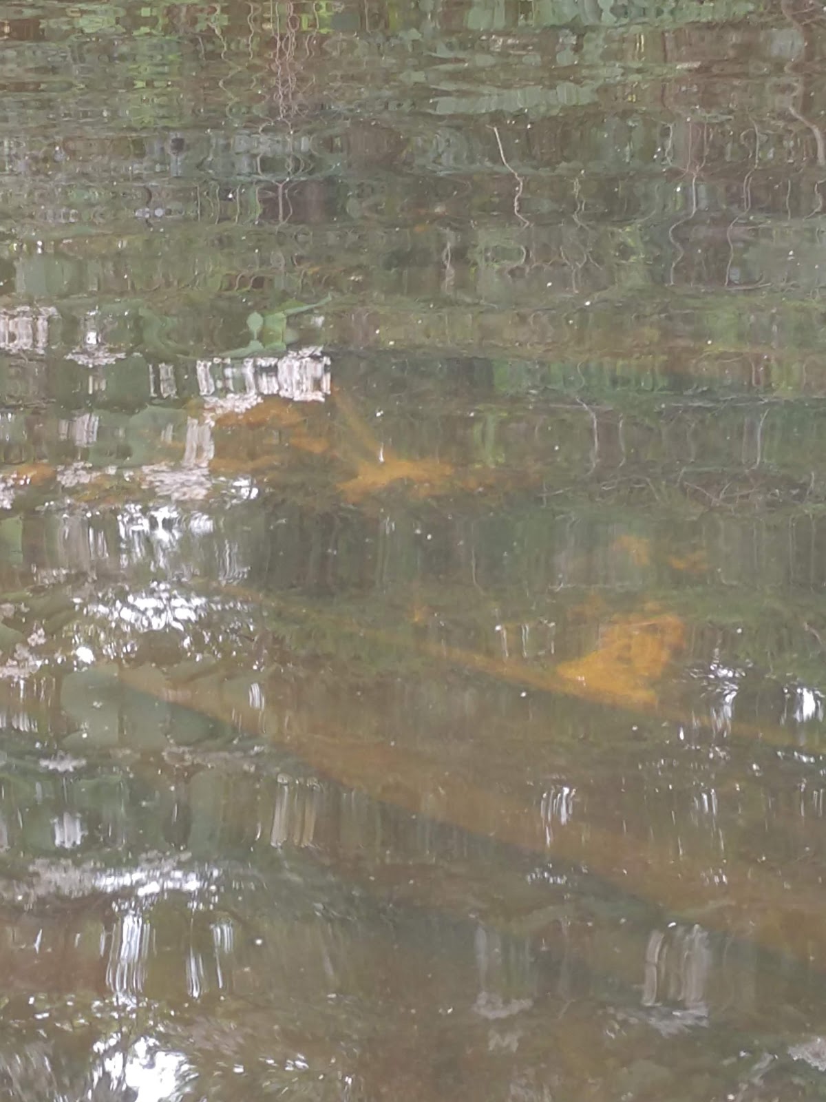 Swiggetts Pond