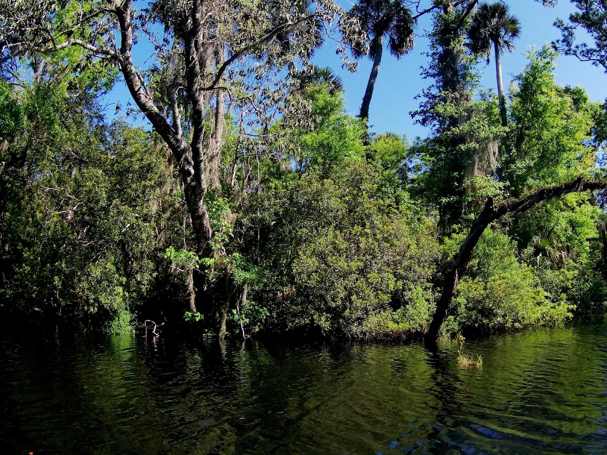 Fenholloway River