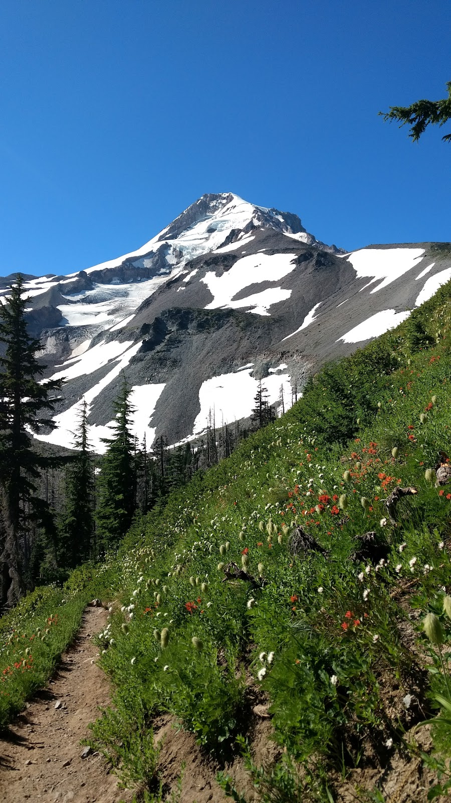 Timberline Trail #600